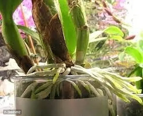 Fulmala Nursery Orchid Plant-thumb0