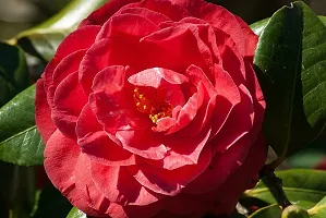 Fulmala Nursery Rose Plant -As79-thumb1