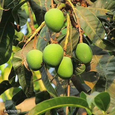 Fulmala Nursery Hybrid Mango Plant[DF33]