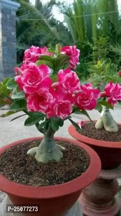 Adenium Plant Esey To Grow No Nead To Extra Care Hybrid Plant For Yor Garden And your Home-thumb0