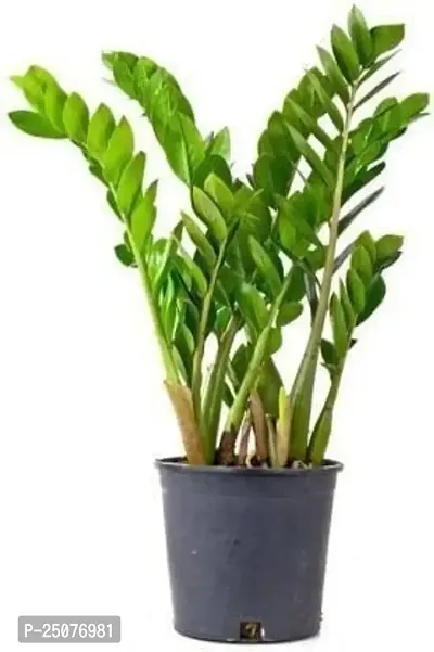 ZZ Plant Esey To Grow No Nead To Extra Care Hybrid Plant For Yor Garden And your Home-thumb0