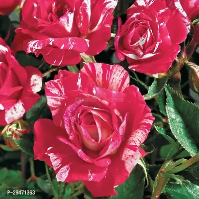 Natural Rose Plant-thumb0