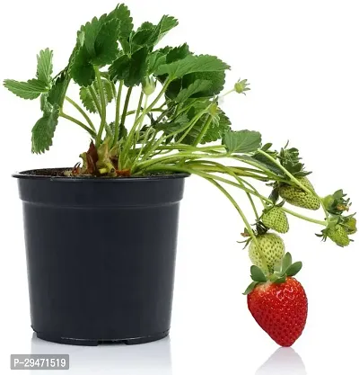 Natural Strawberry Plant-thumb0