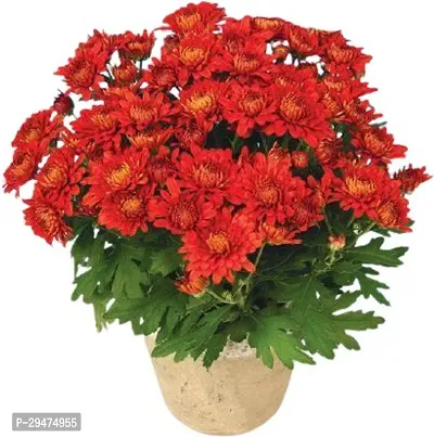 Natural Chrysanthemums/ Guldavari Plant