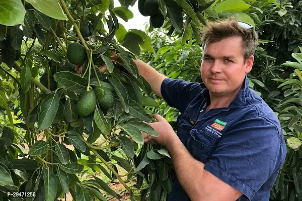 Natural Avocado Plant-thumb0