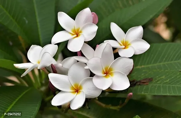 Natural Plumeria Plant-thumb0