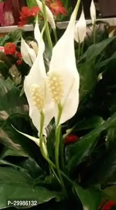 Indoor Peace Lily Plant for Natural Decor and Air Purifying