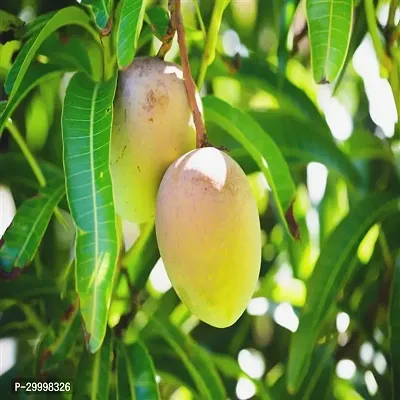 Fulmala Nursery Mango Plant-thumb0