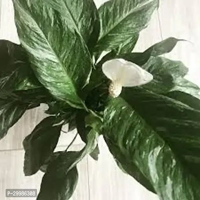 Peace Lily Indoor Plant Live Houseplant Spathiphyllum Flower Air Purifier Easy to Grow Home Office Decor-thumb0