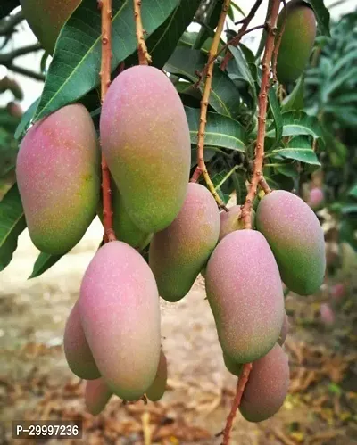 Fulmala Nursery Mango Plant