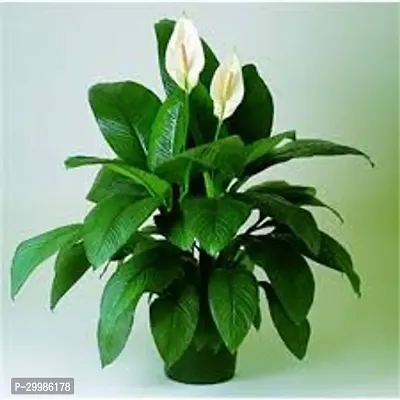 Large Peace Lily Flower Plant for Home Office Elegant Decor-thumb0