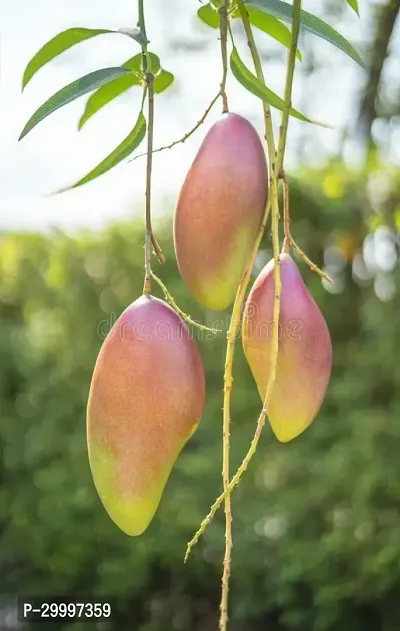 Fulmala Nursery Mango Plant-thumb0