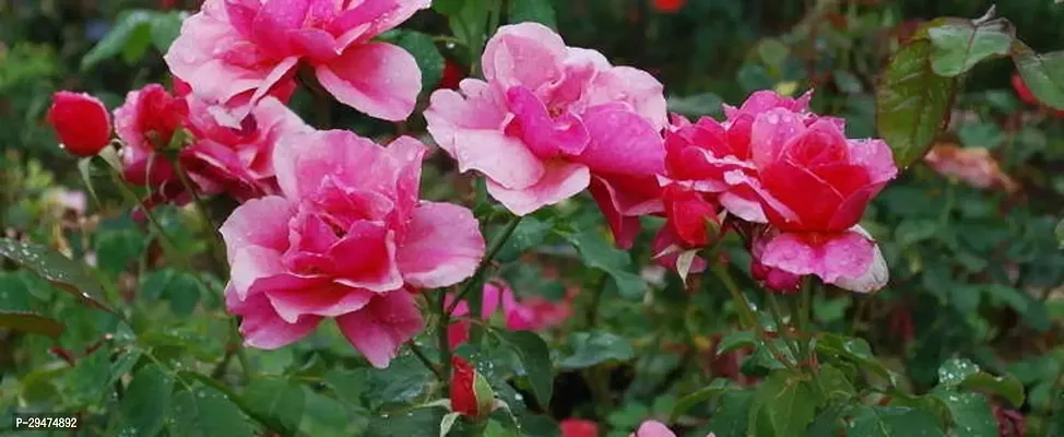 Natural Rose Plant-thumb0