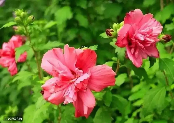 Fulmala Nursery Hybrid Hibiscus Plant[DF99]