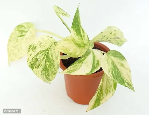 Fulmala Nursery Money Plant