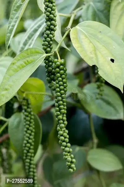 Fulmala Nursery Hybrid Black Pepper Plant[DF49]