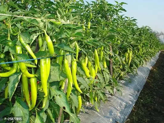 Mirch/Chilli Plant Esey To Grow No Nead To Extra Care Hybrid Plant For Yor Garden And your Home-thumb0