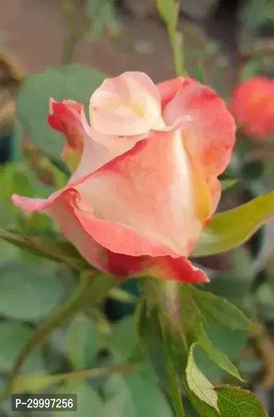 Fulmala Nursery Rose Plant