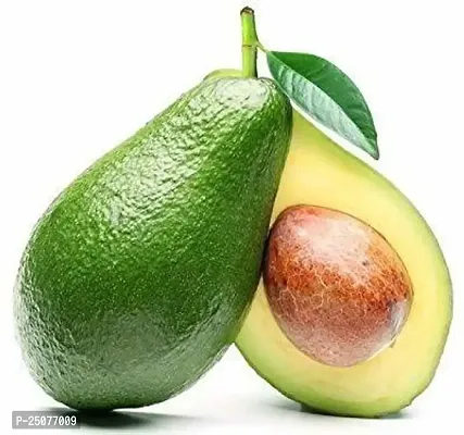 Avocado Plant Esey To Grow No Nead To Extra Care Hybrid Plant For Yor Garden And your Home-thumb0