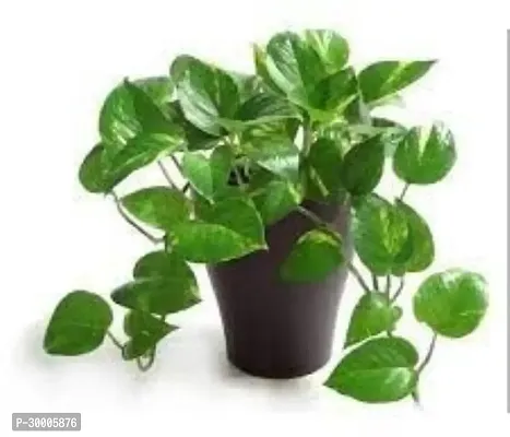 Fulmala Nursery Money Plant-thumb0