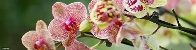 Fulmala Nursery Orchid Plant