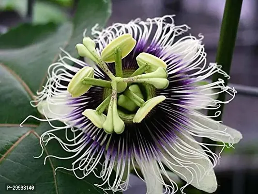 Fulmala Nursery  Passion Plant-thumb0