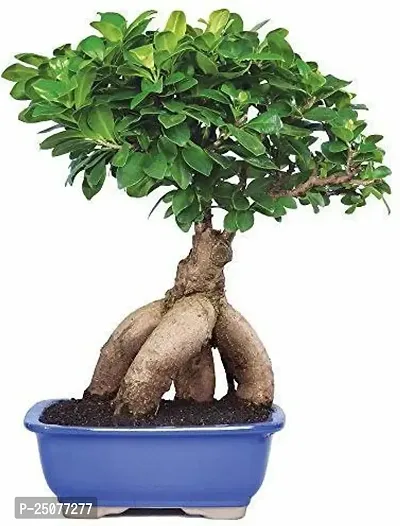 Ficus Bonsai Plant Esey To Grow No Nead To Extra Care Hybrid Plant For Yor Garden And your Home-thumb0