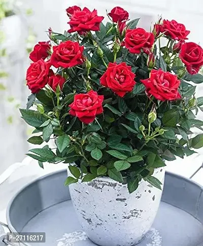 Fulmala Nursery Hybrid Rose Plant[FM886]-thumb0