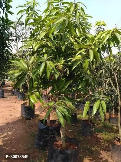 Fulmala Nursery Mango Plant-thumb0