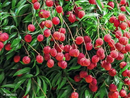 Natural Litchi Plant-thumb0