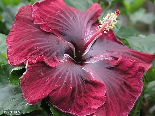 Fulmala Nursery Hybrid Hibiscus Plant[FM842]