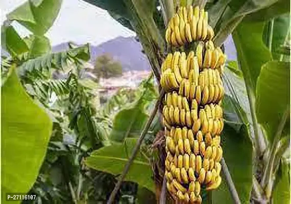 Fulmala Nursery Hybrid Banana Plant[FM779]-thumb0