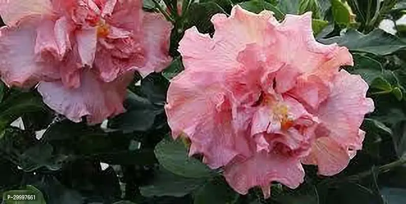 Fulmala Nursery  Hibiscus Plant