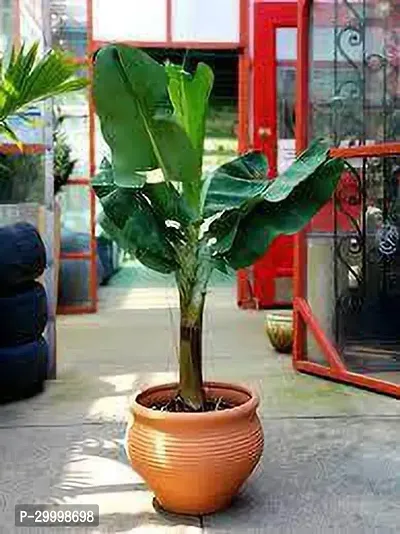 Fulmala Nursery Banana Plant-thumb0