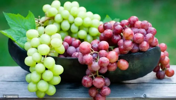 Fulmala Nursery Grapes Plant