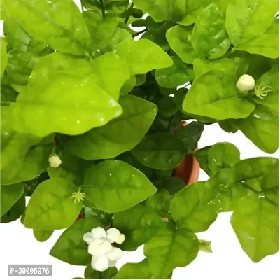 Fulmala Nursery Jasmine Plant