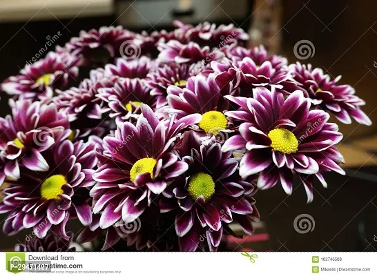 Natural Chrysanthemums/ Guldavari Plant-thumb0