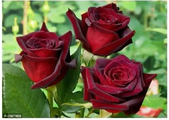 Rose Plant Esey To Grow No Nead To Extra Care Hybrid Plant For Yor Garden And your Home-thumb0