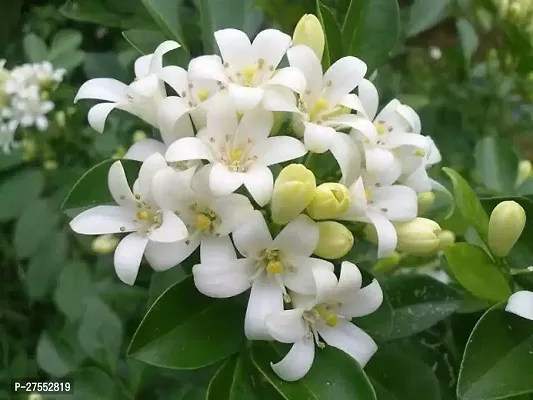 Fulmala NurseryJasmine Plant[FM2637]-thumb0