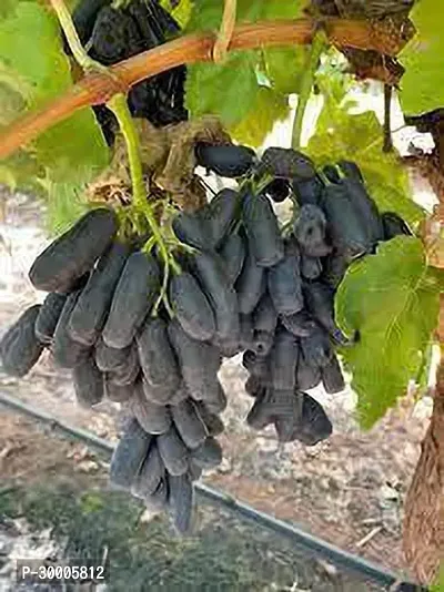 Fulmala Nursery Grapes Plant-thumb0