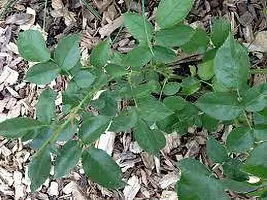 Fulmala NurseryChrysanthemums/ Guldavari Plant[FM2692]-thumb3