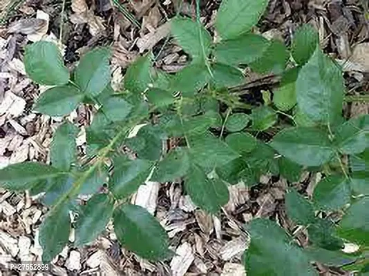 Fulmala NurseryChrysanthemums/ Guldavari Plant[FM2692]-thumb4