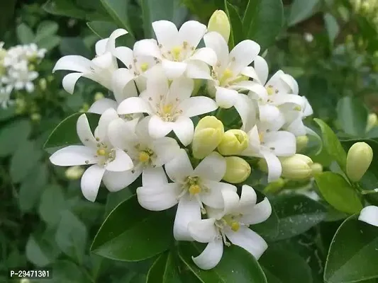 Natural Jasmine Plant-thumb0