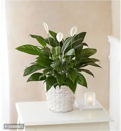 Beautiful Peace Lily Flower Plant for Indoor Use Air Purifying Houseplant with White Blooms and Green Leaves Ideal for Home and Office Decor Low Maintenance Plant in Stylish Planter-thumb0