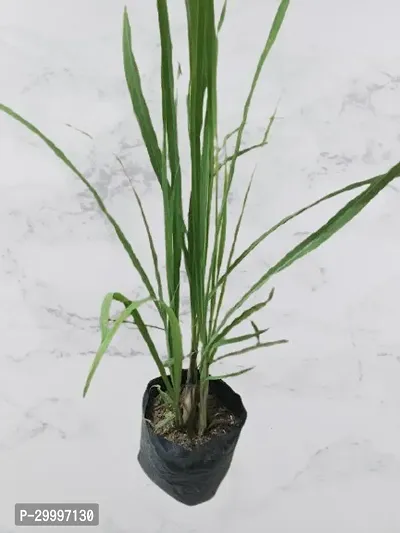 Fulmala Nursery Lemon Grass Plant