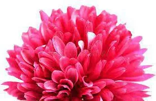 Fulmala NurseryChrysanthemums/ Guldavari Plant[DF0306]-thumb2