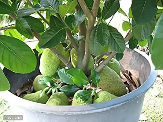Fulmala Nursery Hybrid Jack Fruit Plant[FM1493]-thumb0