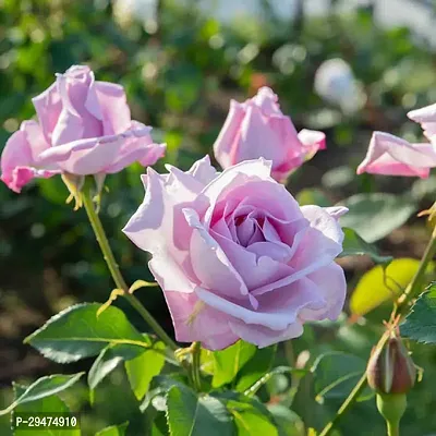 Natural Rose Plant-thumb0