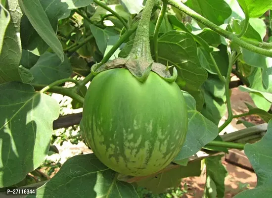 Fulmala Nursery Hybrid Brinjal[FM1011]