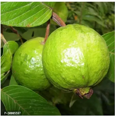 Fulmala Nursery Guava Plant-thumb0